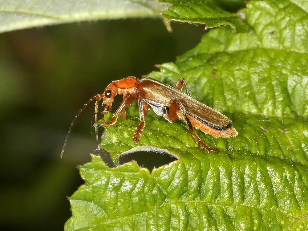 Cantharis pallida?